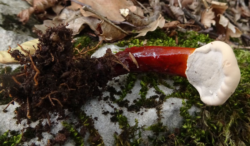 Ganoderma lucidum